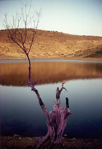 purple tree